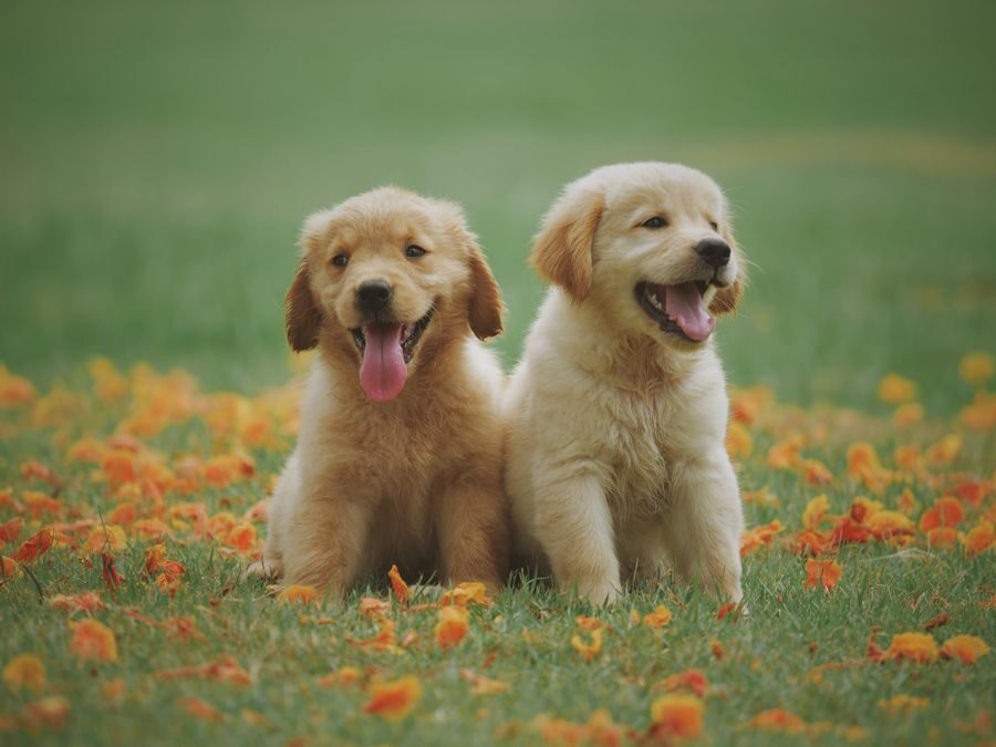 Two golden retriever puppies sitting in a field of flowers
