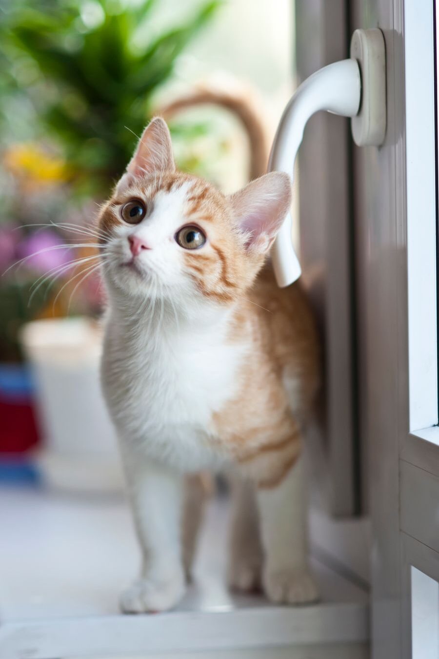 A ginger and white kitten looking out of a window