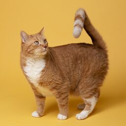 A golden cat looking at the camera