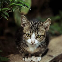 A tabby cat