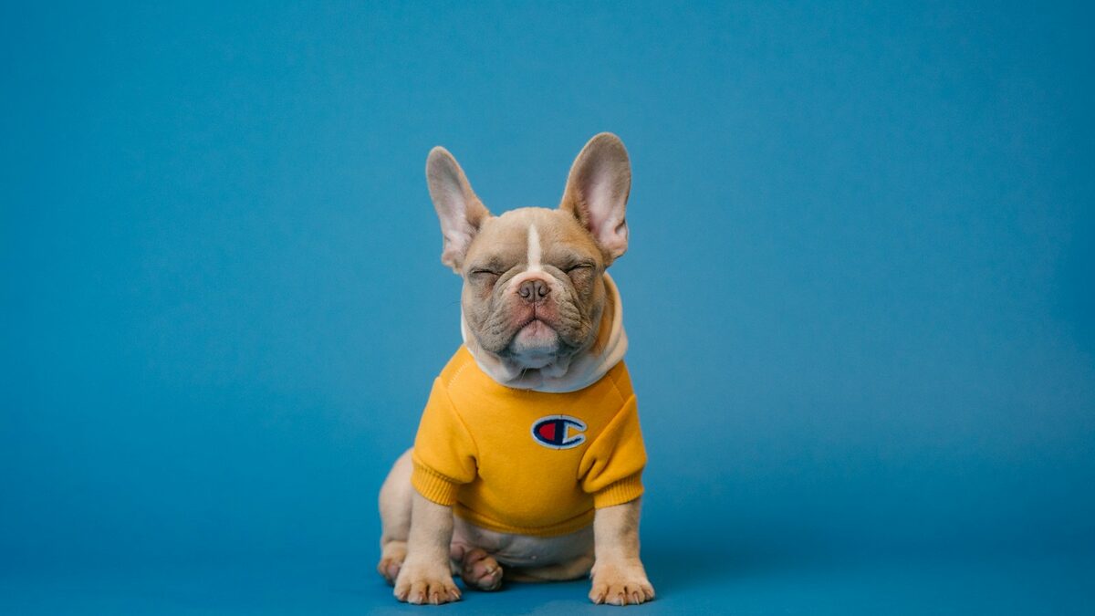 What Does Pet Insurance Exclude? How to Read Exclusions Clearly